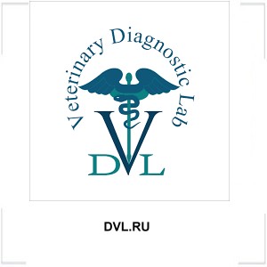 DVL.RU DVL.RU